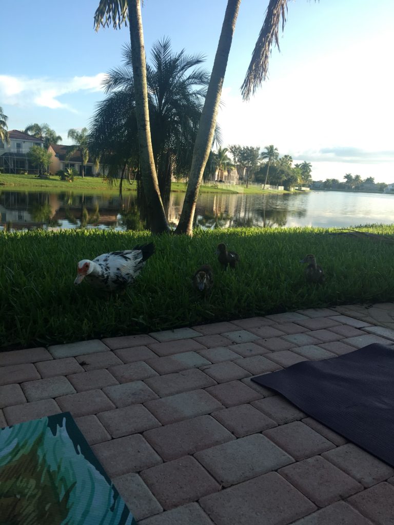 Sunrise yoga in your backyard!
